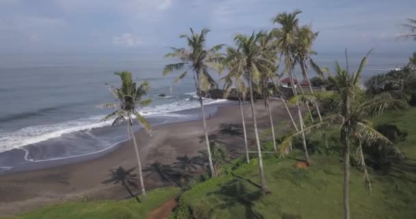 Aerial view of palms at the beach — Stock Video