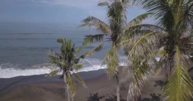 Sahildeki palmiyelerin havadan görünüşü