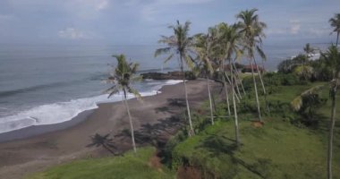 Sahildeki palmiyelerin havadan görünüşü