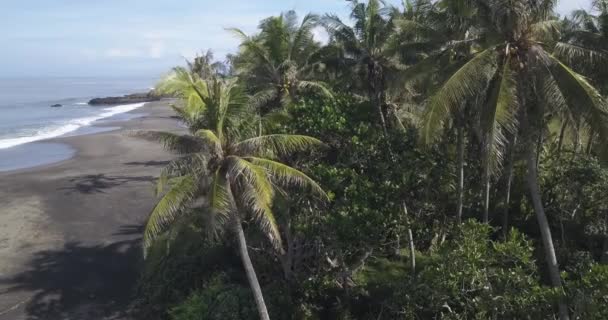 Flygfoto över handflatorna vid stranden — Stockvideo