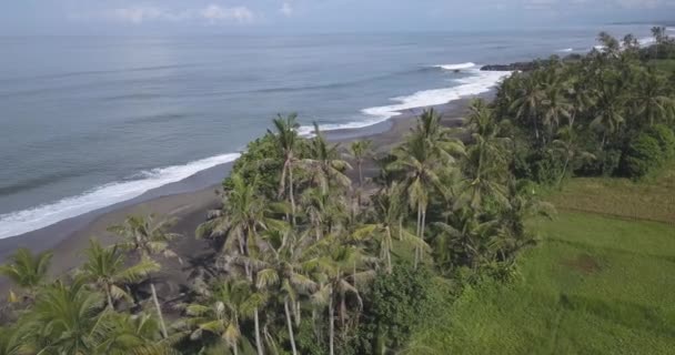 Flygfoto över handflatorna vid stranden — Stockvideo