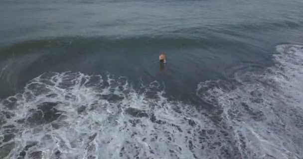 Veduta aerea del surfista in spiaggia — Video Stock