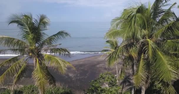 Вид с воздуха на пальмы на пляже — стоковое видео