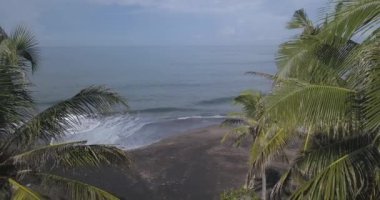 Sahildeki palmiyelerin havadan görünüşü