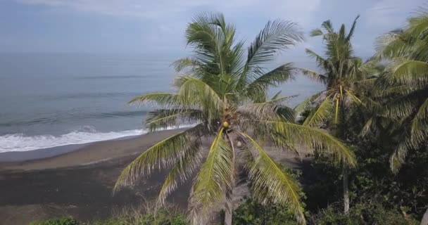 Luchtfoto van palmen op het strand — Stockvideo