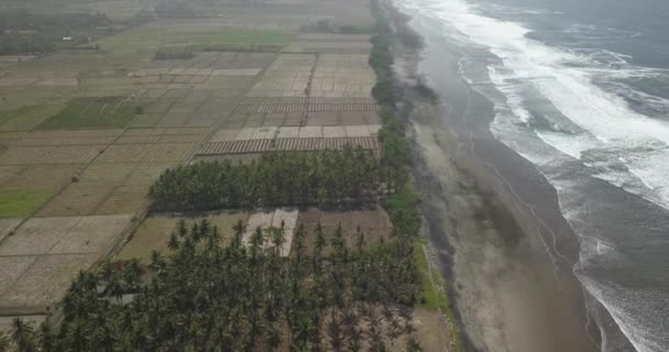 Vista aérea das palmas das mãos na praia — Vídeo de Stock