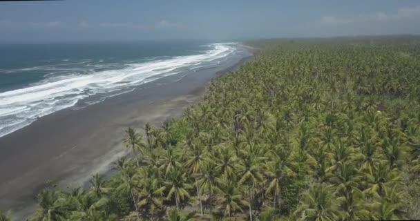 Вид с воздуха на пальмы на пляже — стоковое видео