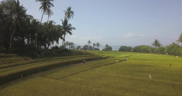 Вид с воздуха на рис, поданный на побережье океана — стоковое видео