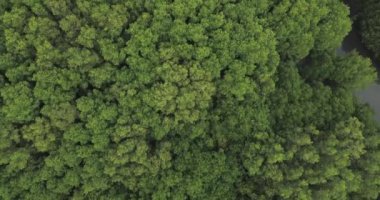 Mangrov ormanının havadan görünüşü