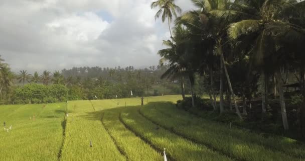 Vue aérienne du riz déposé sur le littoral océanique — Video