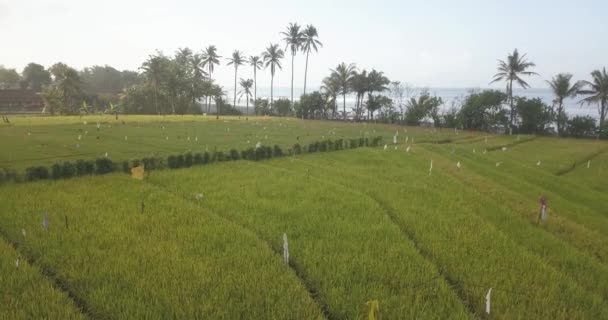 Aerial view of rice filed at ocean coastline — Stock Video