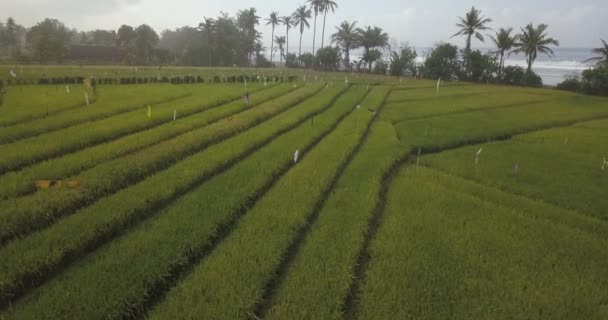 Vista aérea del arroz archivado en la costa oceánica — Vídeo de stock