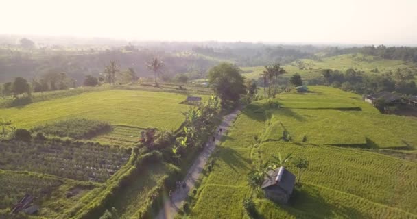 Luchtfoto van rijstvelden — Stockvideo