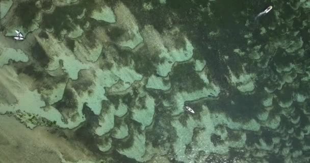 Vista aérea de kayakistas acolchados en el Océano Índico — Vídeos de Stock