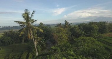 Pirinç tarlalarındaki palmiye manzarası