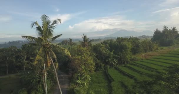 Vue aérienne des palmiers dans les rizières — Video