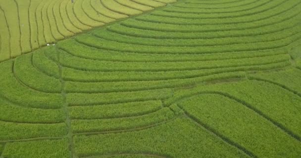 Vista aérea dos campos de arroz — Vídeo de Stock