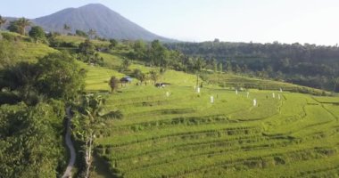 Pirinç filetolarının havadan görüntüsü