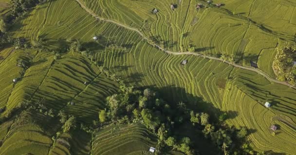 Воздушный вид рисовых полей — стоковое видео