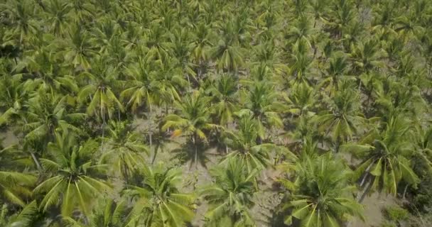 Vue aérienne des palmiers — Video