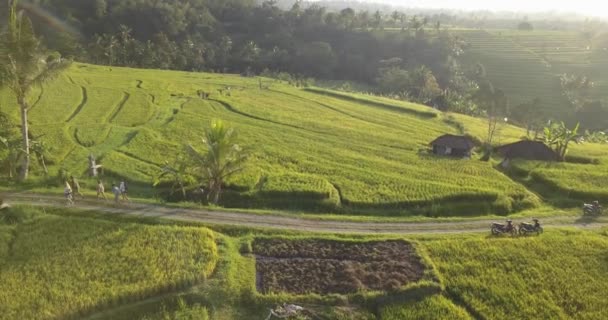 Вид с воздуха на рисовые филе — стоковое видео