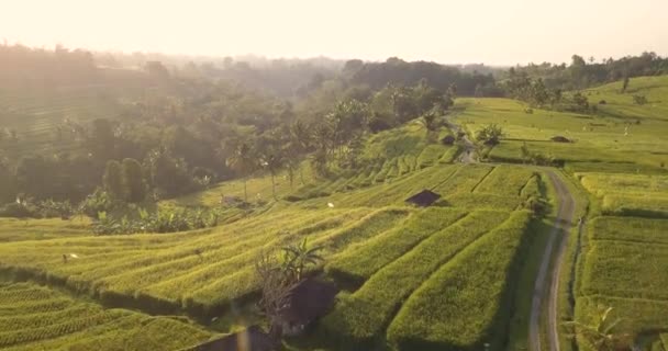 Aerial view of rice fileds — Stock Video