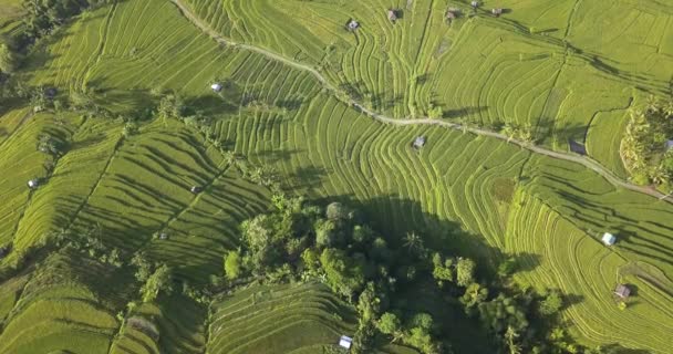 Vista aérea de los arrozales — Vídeos de Stock