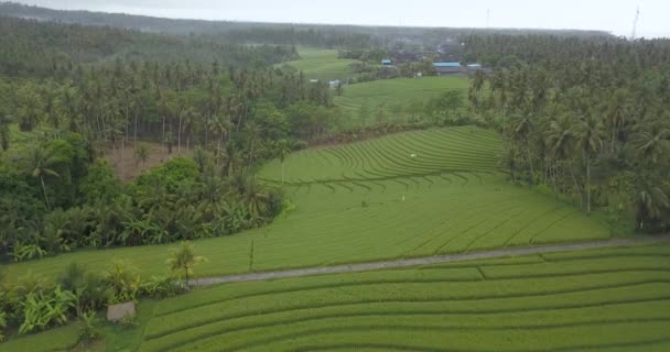 Vista aérea de los arrozales — Vídeo de stock