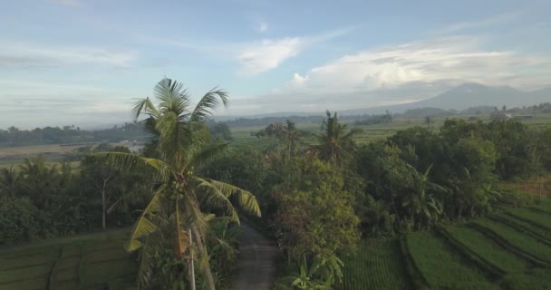 Vista aérea de la palma en campos de arroz — Vídeo de stock
