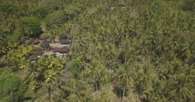 Palmiye ormanındaki Bali Tapınağı 'nın havadan görünüşü