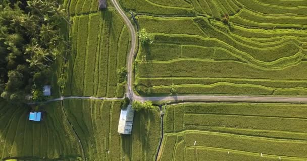 Vue aérienne des filets de riz — Video