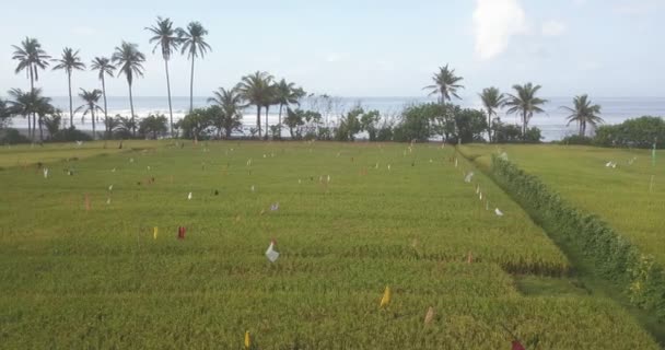 Aerial view of rice filed at ocean coastline — Stock Video