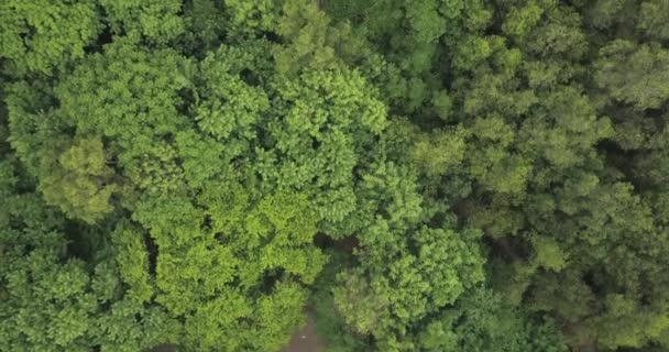 Vista aérea del bosque de manglares — Vídeo de stock