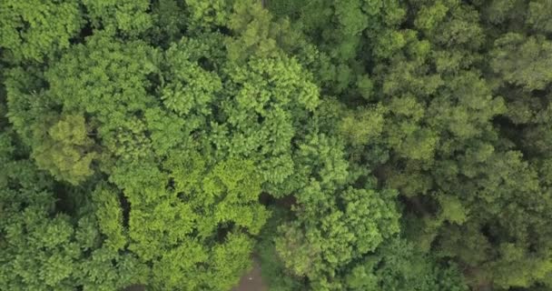 Flygfoto över mangroveskogen — Stockvideo