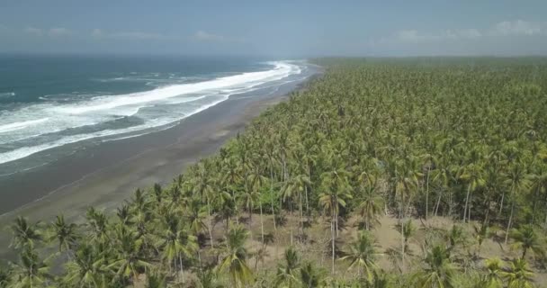 Vue aérienne des palmiers à la plage — Video
