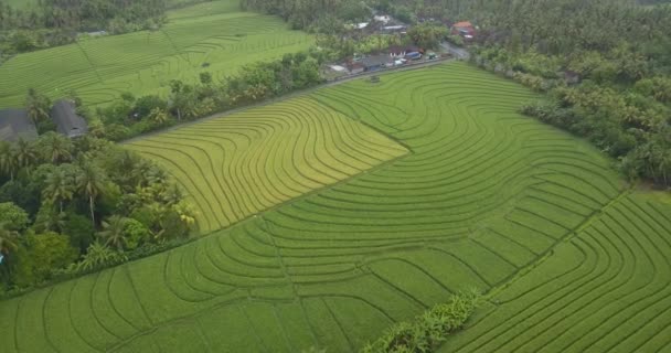 Вид з повітря на рисові поля — стокове відео