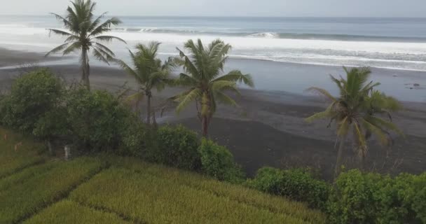 Letecký pohled na rýži uloženou na pobřeží oceánu — Stock video
