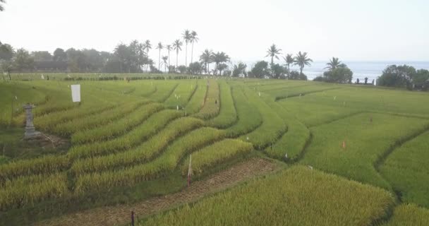 Aerial view of rice filed at ocean coastline — Stock Video