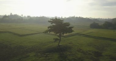 Tarladaki yalnız ağacın havadan görünüşü,