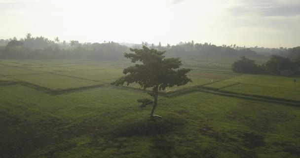 Aerial view of lone tree in field, — Stock Video