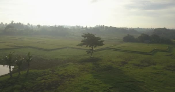 Aerial view of lone tree in field, — Stock Video