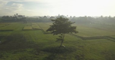 Tarladaki yalnız ağacın havadan görünüşü,