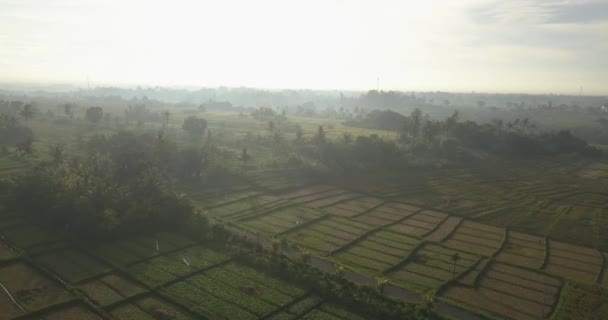 Vista aérea de los arrozales al amanecer — Vídeos de Stock