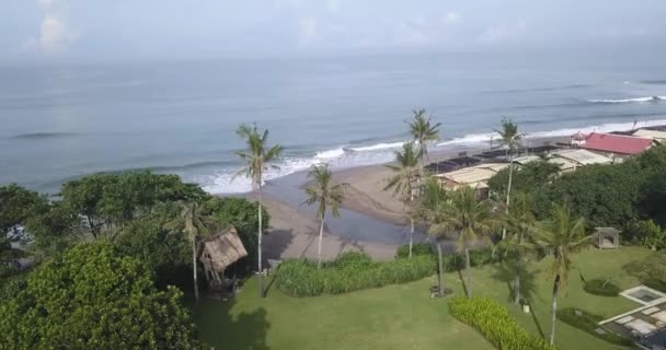 Okyanus kıyısındaki palmiye ağaçlarının havadan görünüşü — Stok video