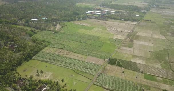 Vista aérea dos campos de arroz agrícola em Bali — Vídeo de Stock