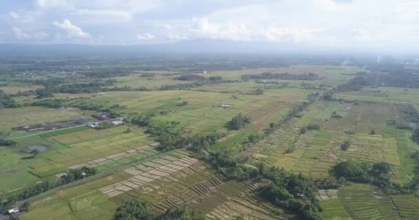 A mezőgazdasági rizsföldek légi rálátása — Stock videók