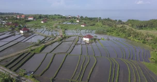 Veduta aerea delle risaie agricole sulla costa oceanica — Video Stock