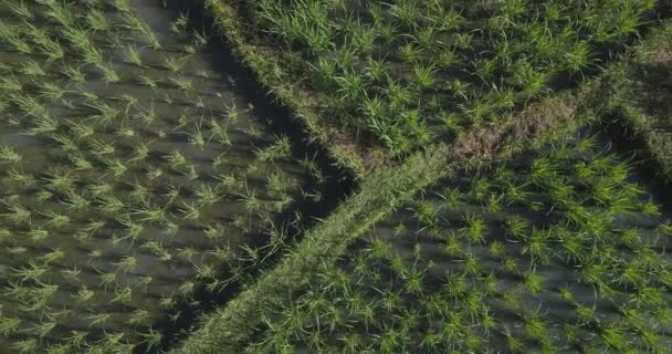 Luftaufnahme von landwirtschaftlichen Reisfeldern — Stockvideo