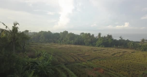 Aerial view of agricultural rice fields at ocean coastline — Stock Video