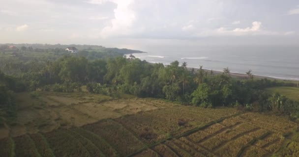 Vista aérea de los arrozales agrícolas en la costa oceánica — Vídeos de Stock